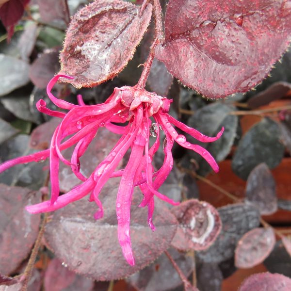 LOROPETALUM JAZZ HANDS VARIEGATED CHINESE FRINGE FLOWER