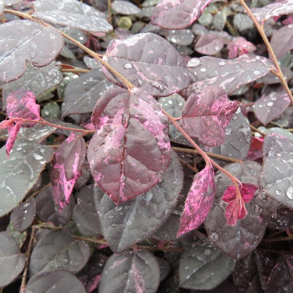 LOROPETALUM JAZZ HANDS VARIEGATED CHINESE FRINGE FLOWER