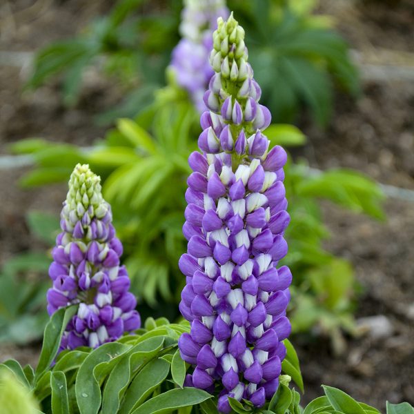 LUPINUS MINI GALLERY BLUE BICOLOR LUPINE