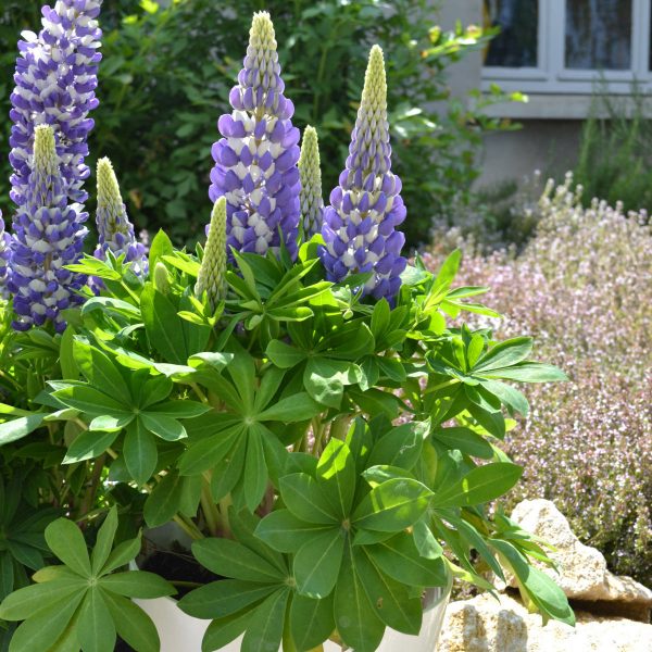 LUPINUS MINI GALLERY BLUE BICOLOR LUPINE