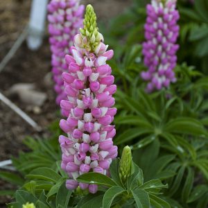 LUPINUS MINI GALLERY PINK BICOLOR LUPINE