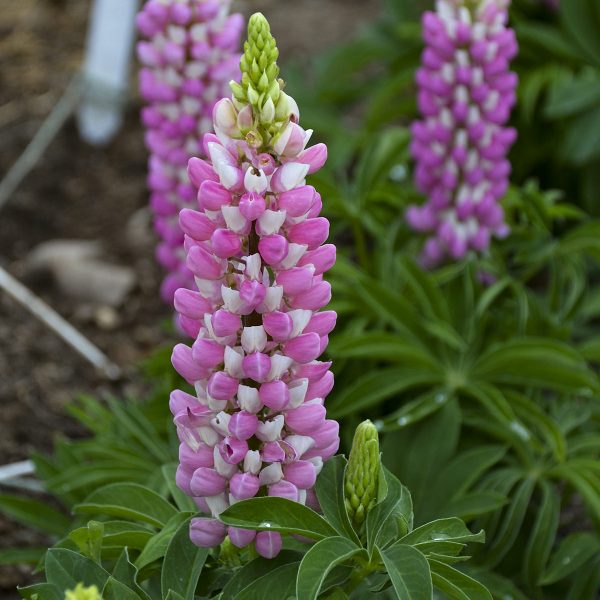 LUPINUS MINI GALLERY PINK BICOLOR LUPINE