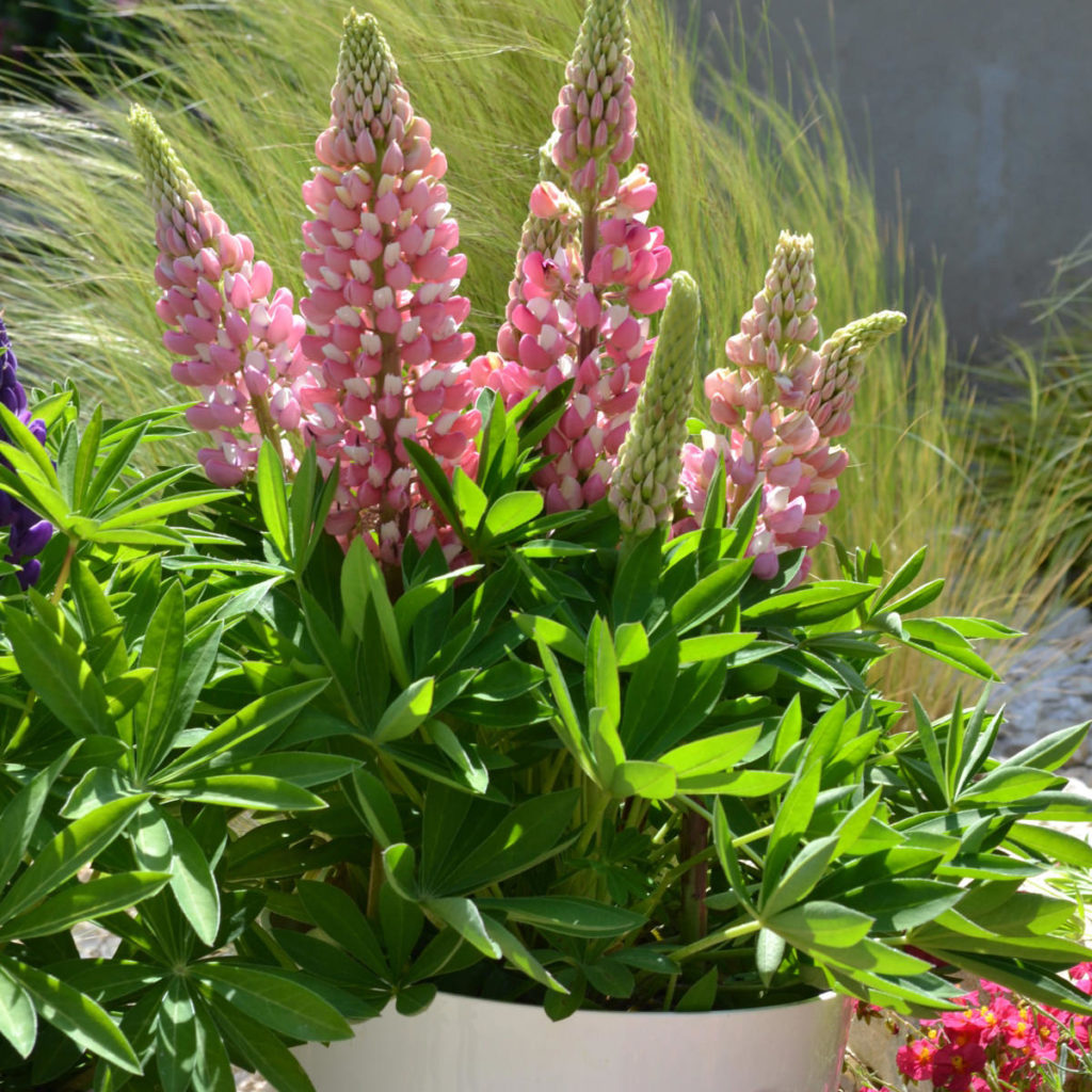 MINI GALLERY™ Pink Bicolor Lupines Order Online