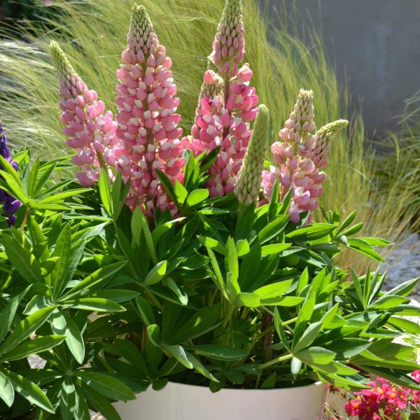 LUPINUS MINI GALLERY PINK BICOLOR LUPINE