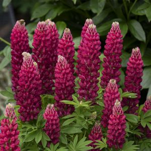 LUPINUS MINI GALLERY RED LUPINE