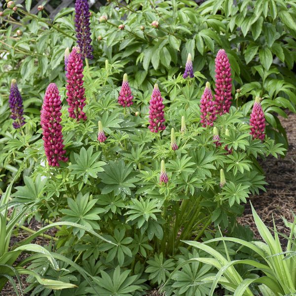 LUPINUS MINI GALLERY RED LUPINE