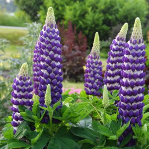 LUPINUS WESTCOUNTRY BLACKSMITH LUPINE