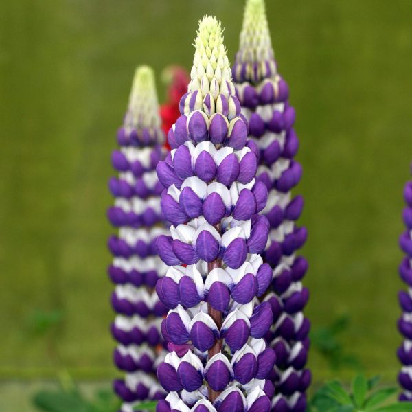 LUPINUS WESTCOUNTRY BLACKSMITH LUPINE