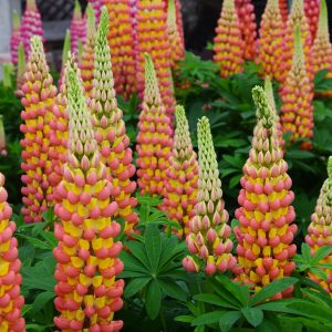 Lupinus - Lupine