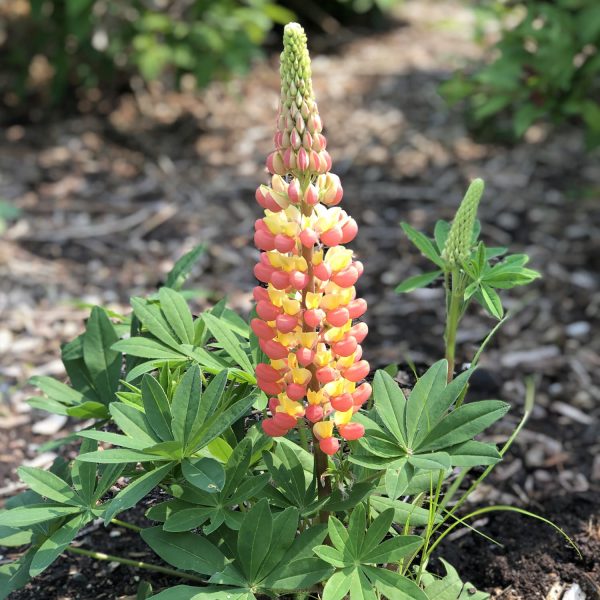 LUPINUS WESTCOUNTRY GLADIATOR LUPINE