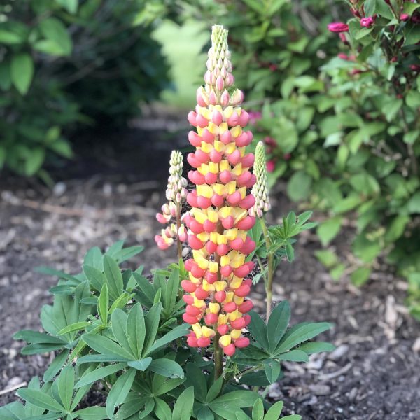 LUPINUS WESTCOUNTRY GLADIATOR LUPINE