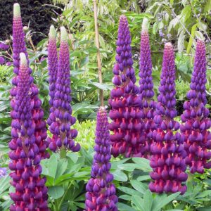 LUPINUS WESTCOUNTRY MASTERPIECE LUPINE