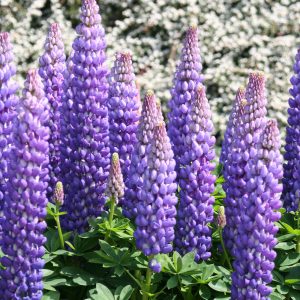 WESTCOUNTRY™ 'Persian Slipper' Lupinus