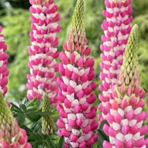 LUPINUS WESTCOUNTRY RACHEL DE THAME LUPINE