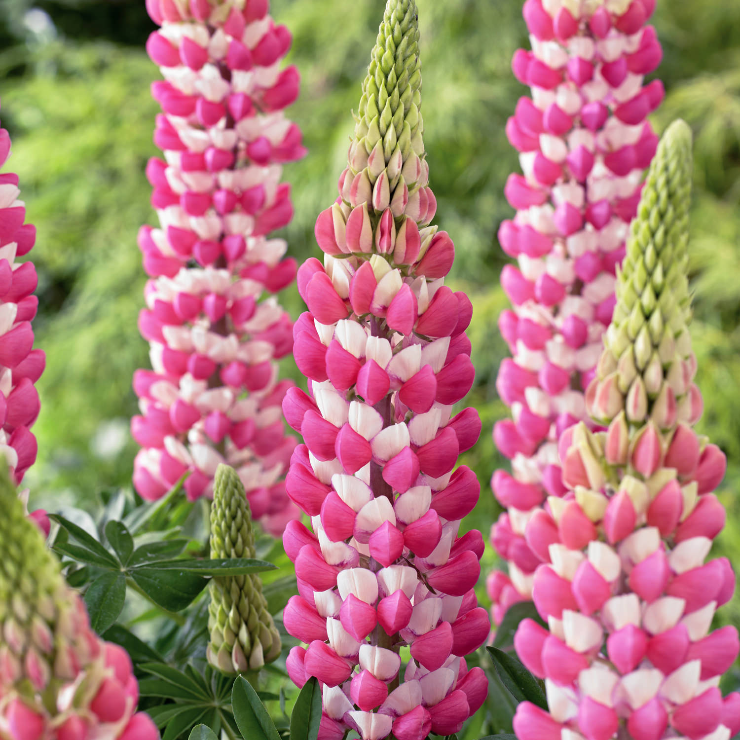 Order Lupine Perennials Online