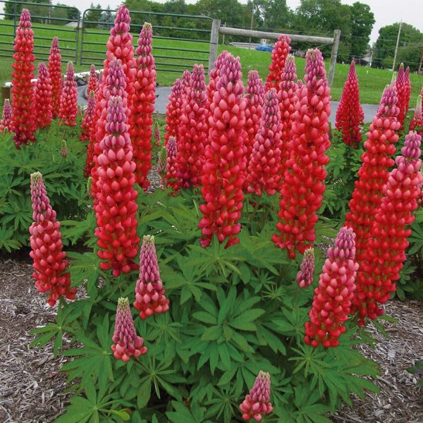 LUPINUS WESTCOUNTRY RED RUM LUPINE