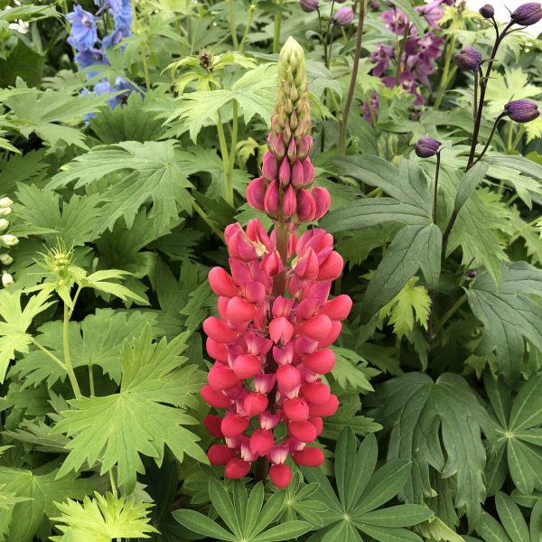 LUPINUS WESTCOUNTRY RED RUM LUPINE