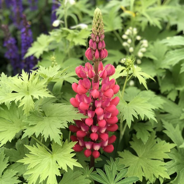 LUPINUS WESTCOUNTRY RED RUM LUPINE