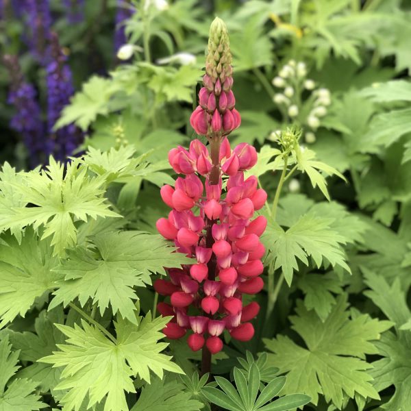 LUPINUS WESTCOUNTRY RED RUM LUPINE