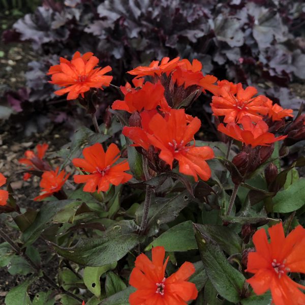 LYCHNIS ORANGE GNOME MALTESE CROSS