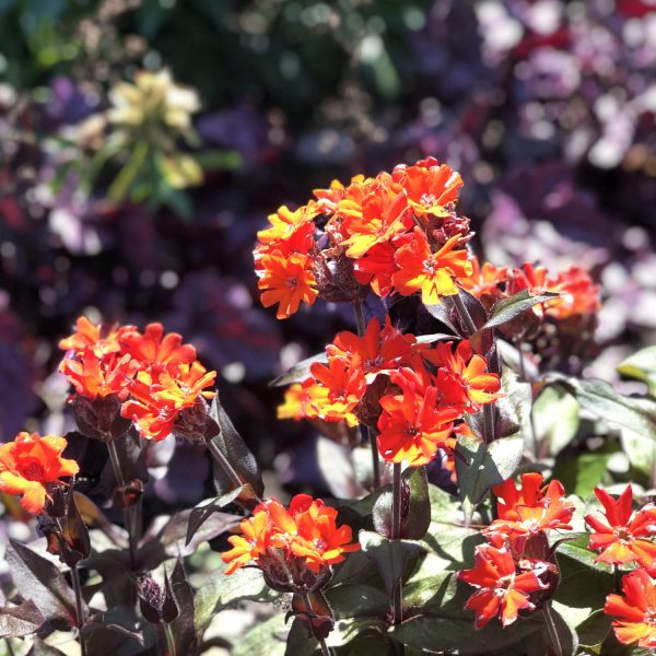 LYCHNIS ORANGE GNOME MALTESE CROSS