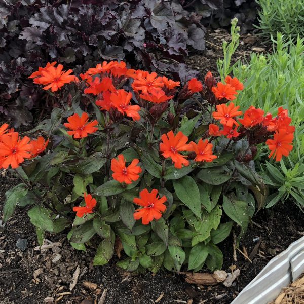 LYCHNIS ORANGE GNOME MALTESE CROSS