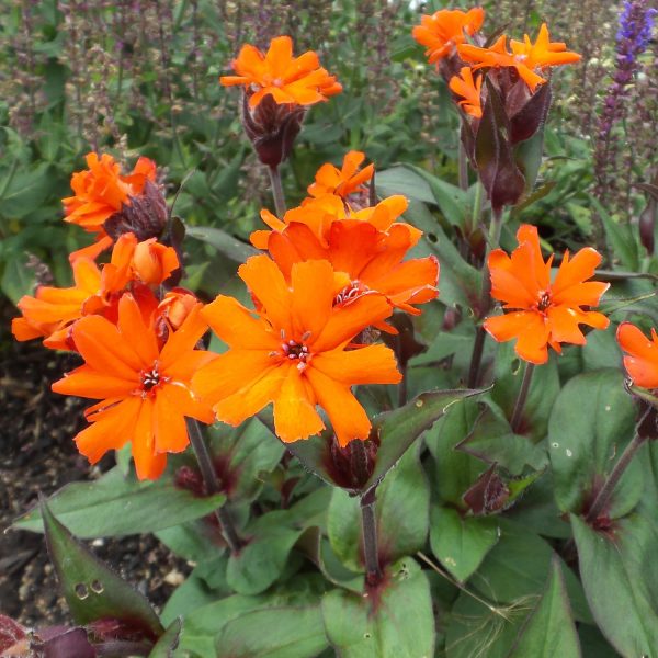 LYCHNIS ORANGE GNOME MALTESE CROSS