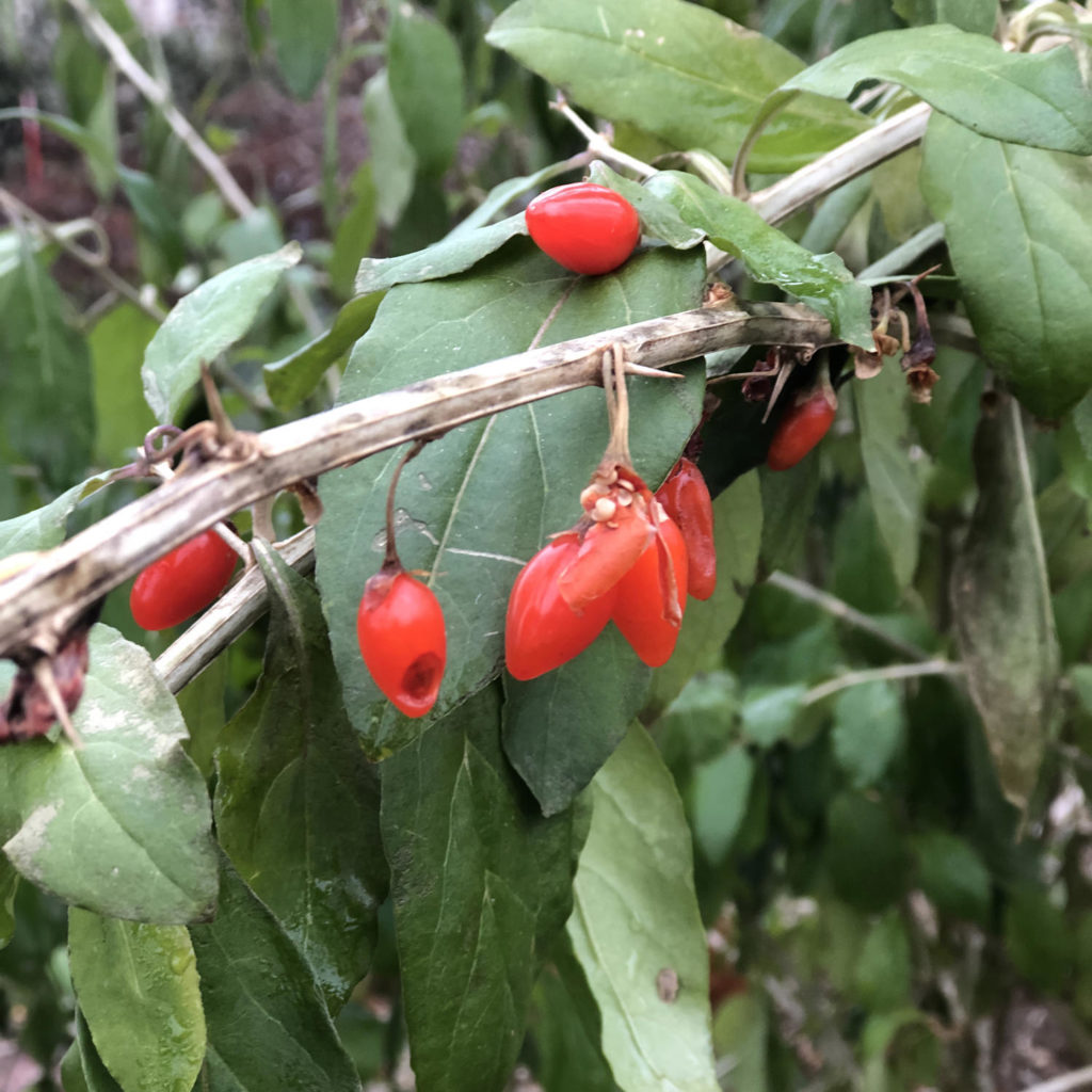LYCIUM RED ZEPPELIN GOJI BERRY