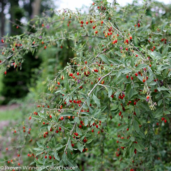 LYCIUM SWEET LIFEBERRY GOJI BERRY