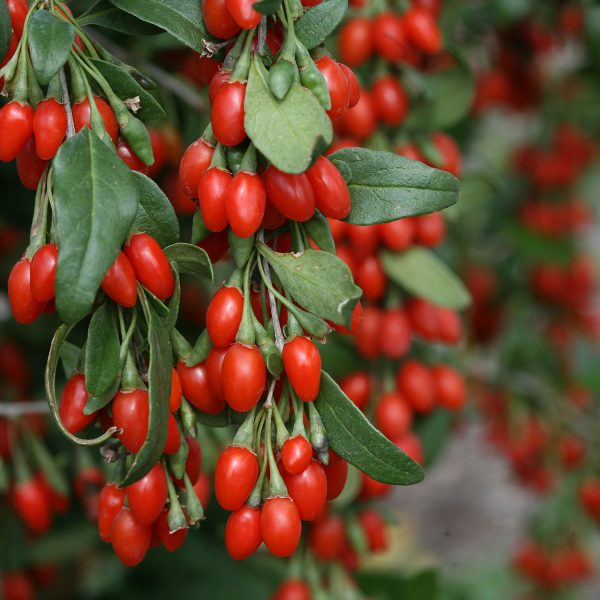 LYCIUM SWEET LIFEBERRY GOJI BERRY