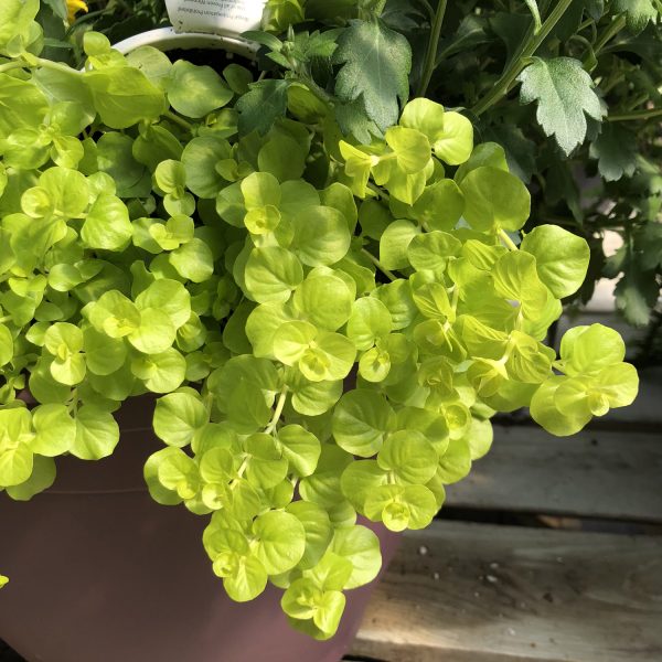 LYSIMACHIA GOLDILOCKS CREEPING JENNY