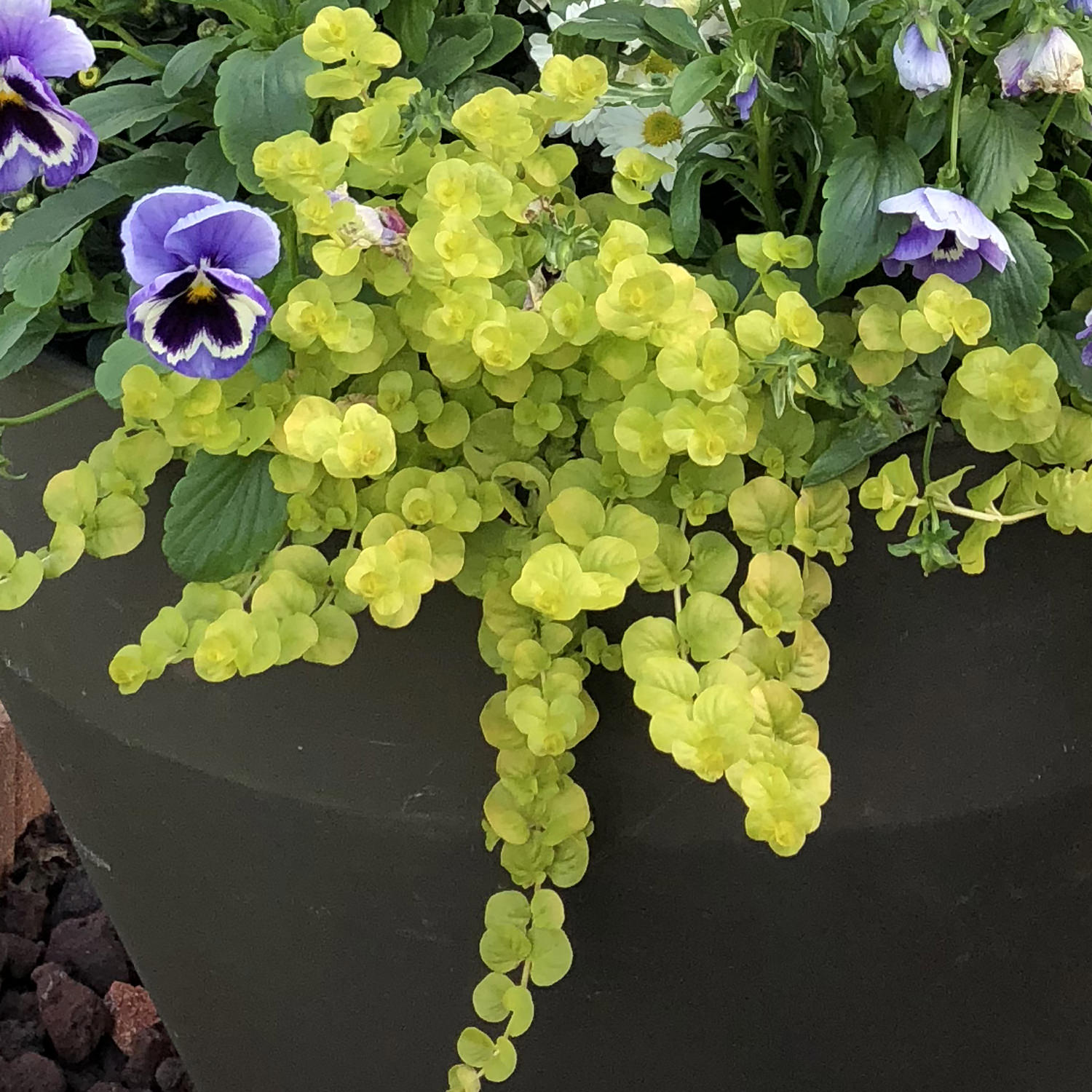 creeping jenny flower