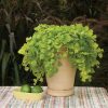 LYSIMACHIA GOLDILOCKS CREEPING JENNY