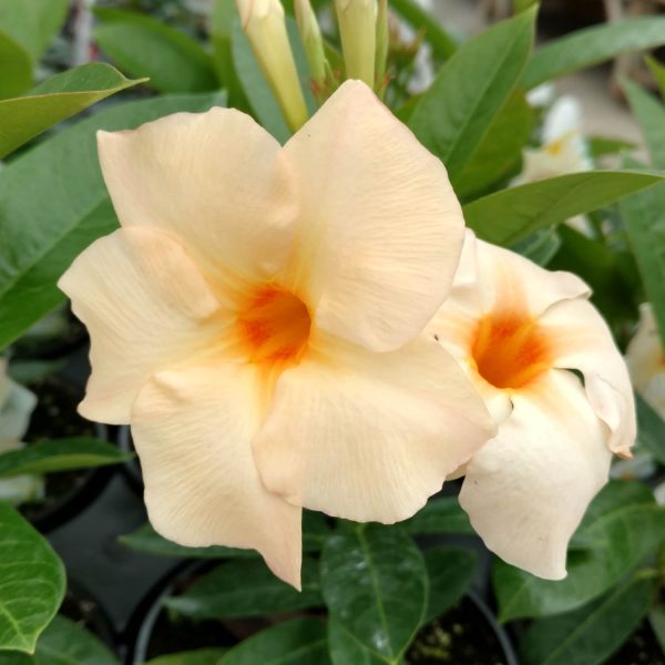 MANDEVILLA SUN PARASOL APRICOT MANDEVILLA