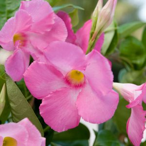 MANDEVILLA SUN PARASOL GIANT PINK MANDEVILLA