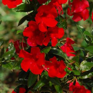 MANDEVILLA SUN PARASOL GIANT RED EMPEROR MANDEVILLA