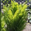MATTEUCCIA STRUTHIOPTERIS FERN OSTRICH