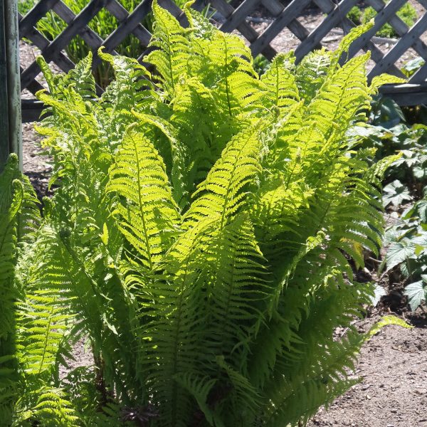 MATTEUCCIA STRUTHIOPTERIS FERN OSTRICH