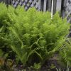 MATTEUCCIA STRUTHIOPTERIS FERN OSTRICH