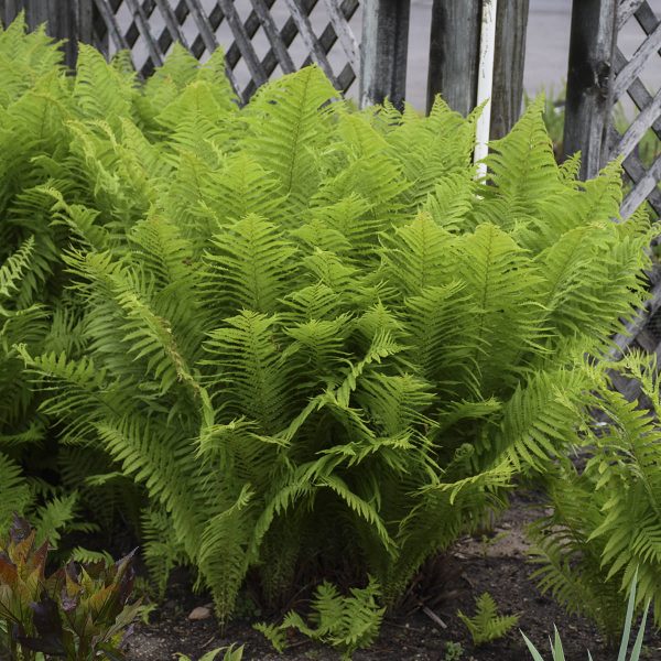 MATTEUCCIA STRUTHIOPTERIS FERN OSTRICH