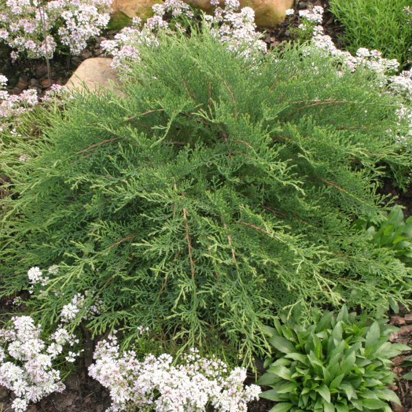 MICROBIOTA CELTIC PRIDE SIBERIAN CYPRESS