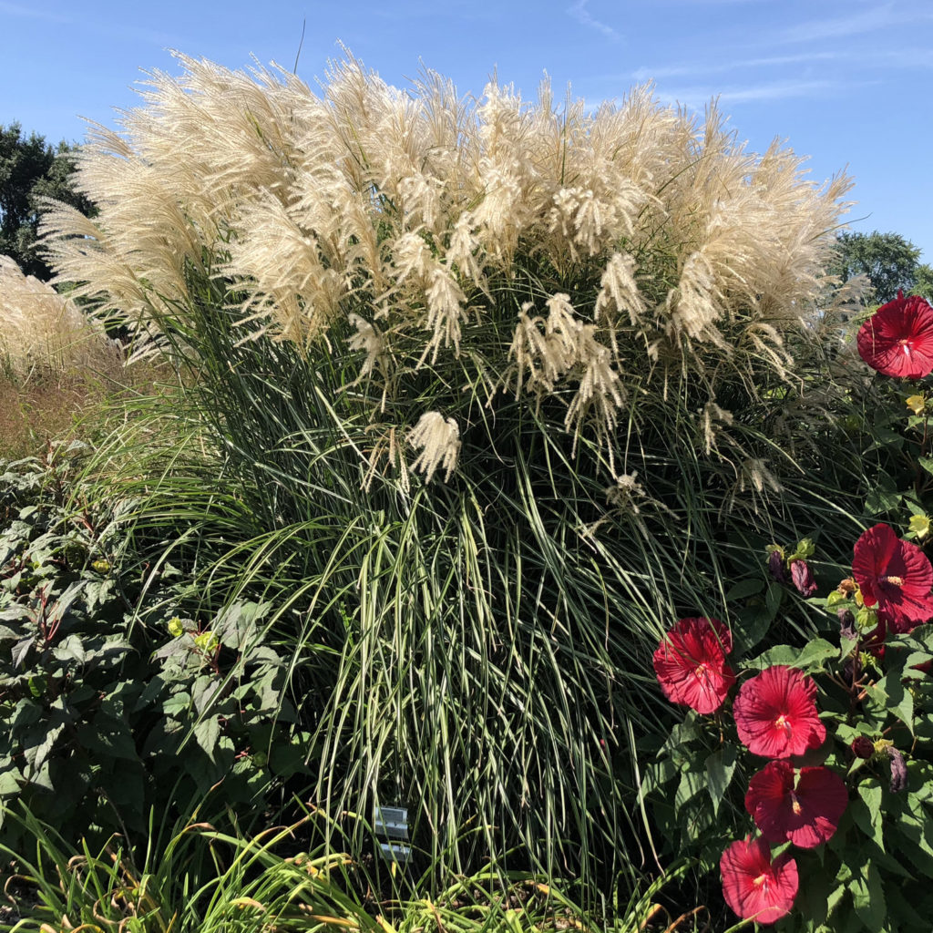 MISCANTHUS ENCORE ORNAMENTAL GRASS