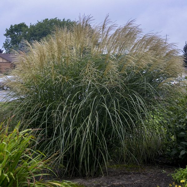 MISCANTHUS ENCORE ORNAMENTAL GRASS