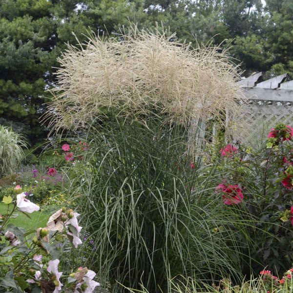 MISCANTHUS ENCORE ORNAMENTAL GRASS