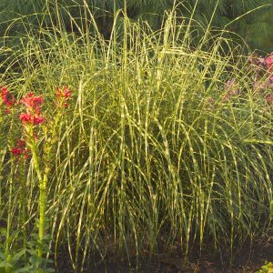 MISCANTHUS LITTLE ZEBRA DWARF ZEBRA GRASS