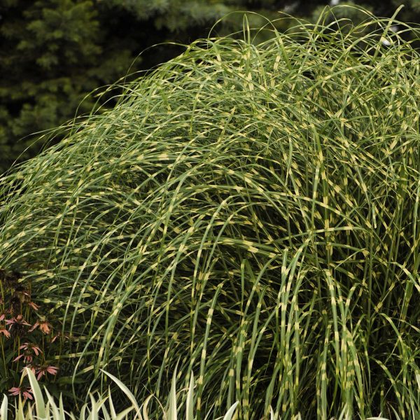 MISCANTHUS LITTLE ZEBRA DWARF ZEBRA GRASS