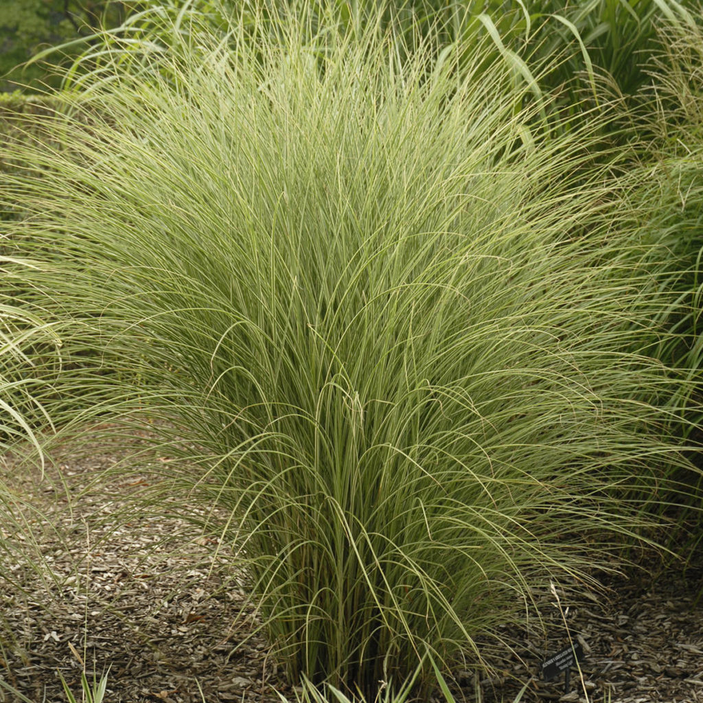 MISCANTHUS MORNING LIGHT MAIDEN GRASS