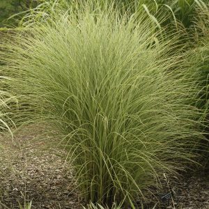 MISCANTHUS MORNING LIGHT MAIDEN GRASS