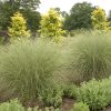 MISCANTHUS MORNING LIGHT MAIDEN GRASS