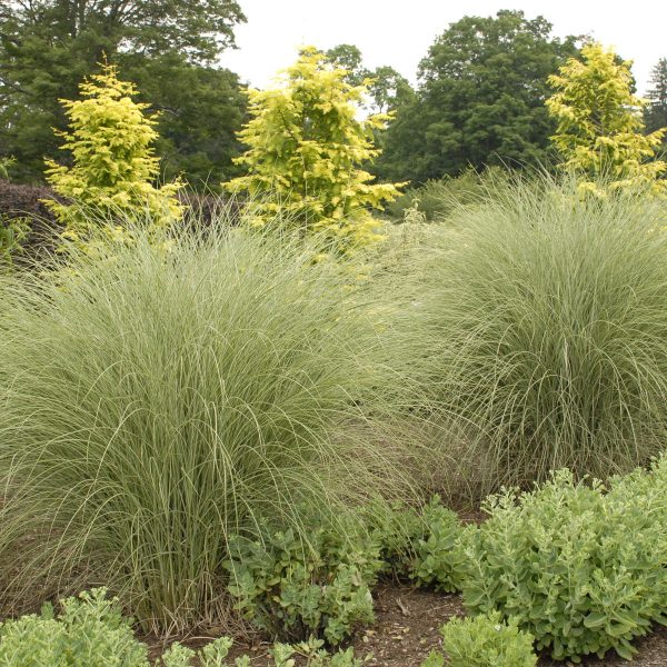 MISCANTHUS MORNING LIGHT MAIDEN GRASS